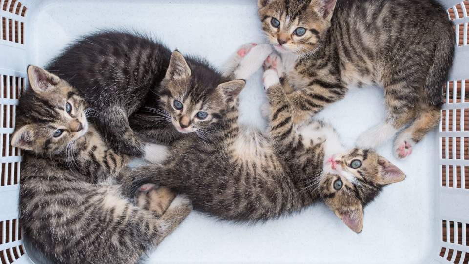 Associação em Almada faz esterilizações a gatos de rua há cinco anos