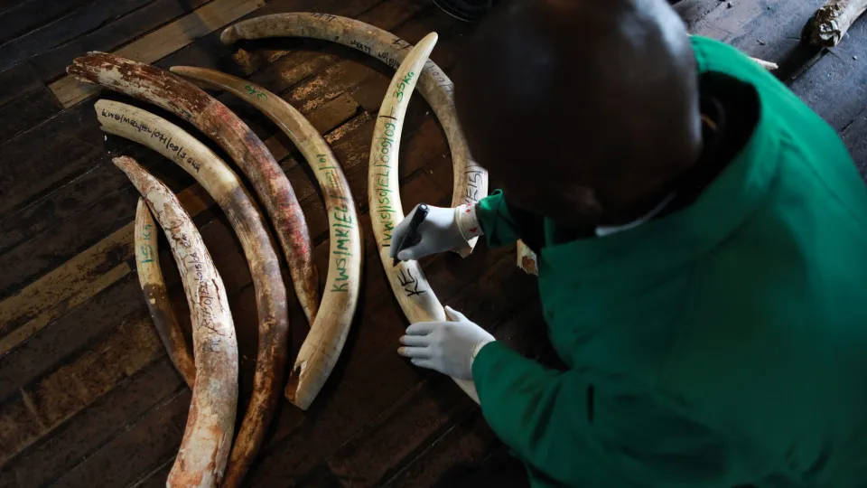 Moçambique está na mira do crime internacional contra a vida selvagem