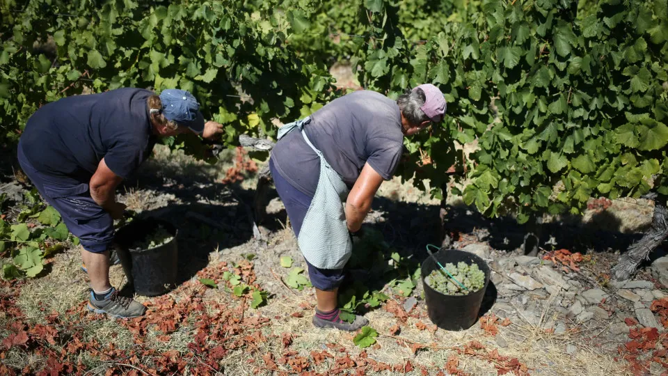 Viticultores do Douro queixam-se de avultados prejuizos devido a chuva e granizo