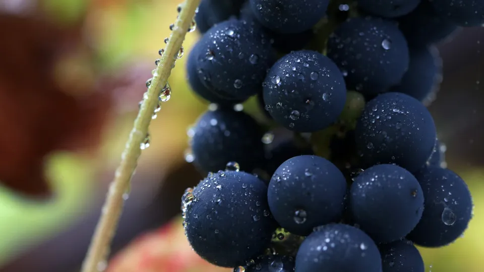 Grapes in the rain