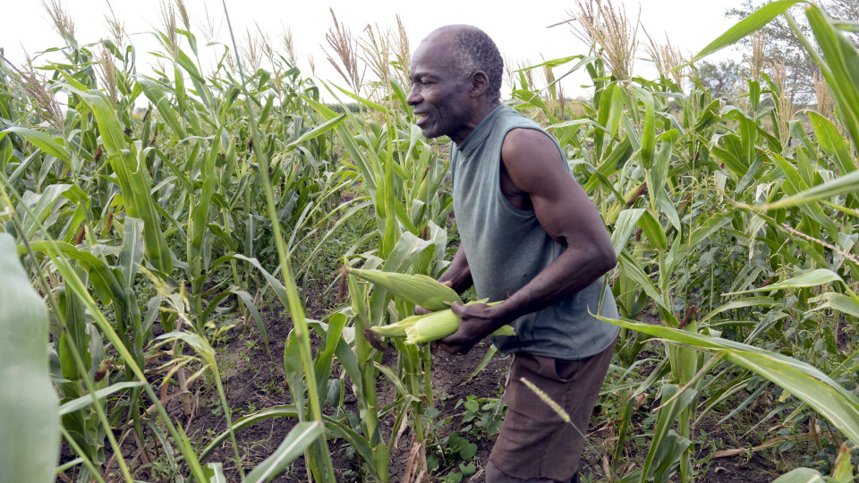 Empresário chinês e grupo angolano investem na produção de milho