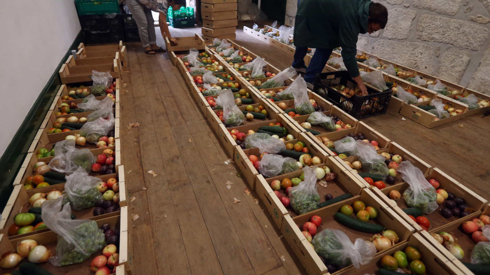 Cooperativa salva em 14 toneladas de "fruta feia" no Porto e Gaia