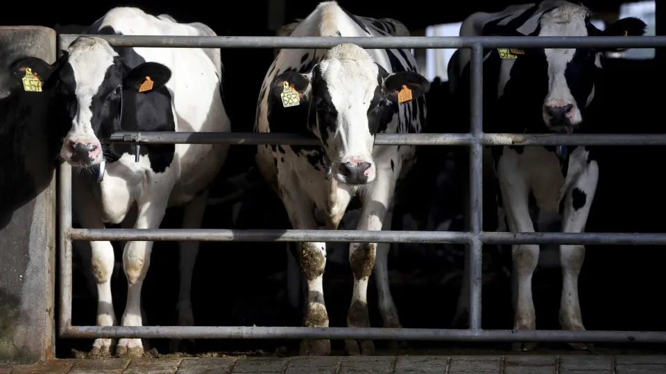 Lacticoop garante não indemnizar produtores de leite para parar produção
