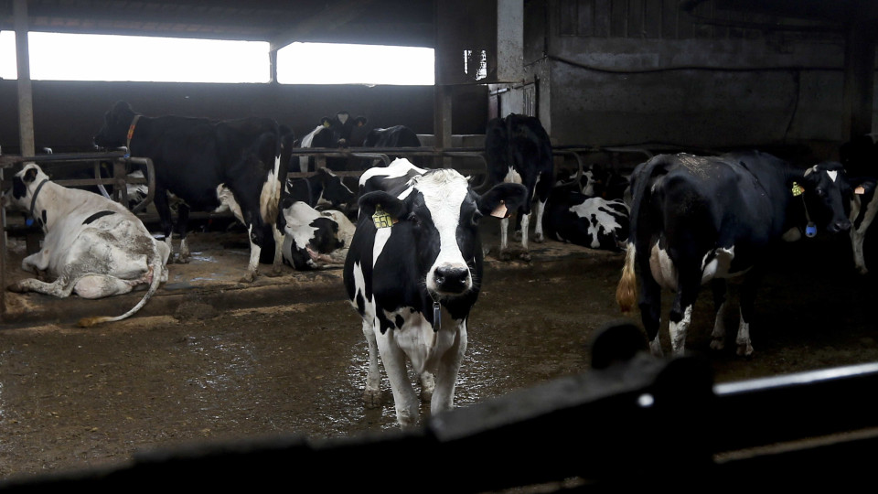 Envelhecimento dos produtores na maior bacia leiteira alarma setor