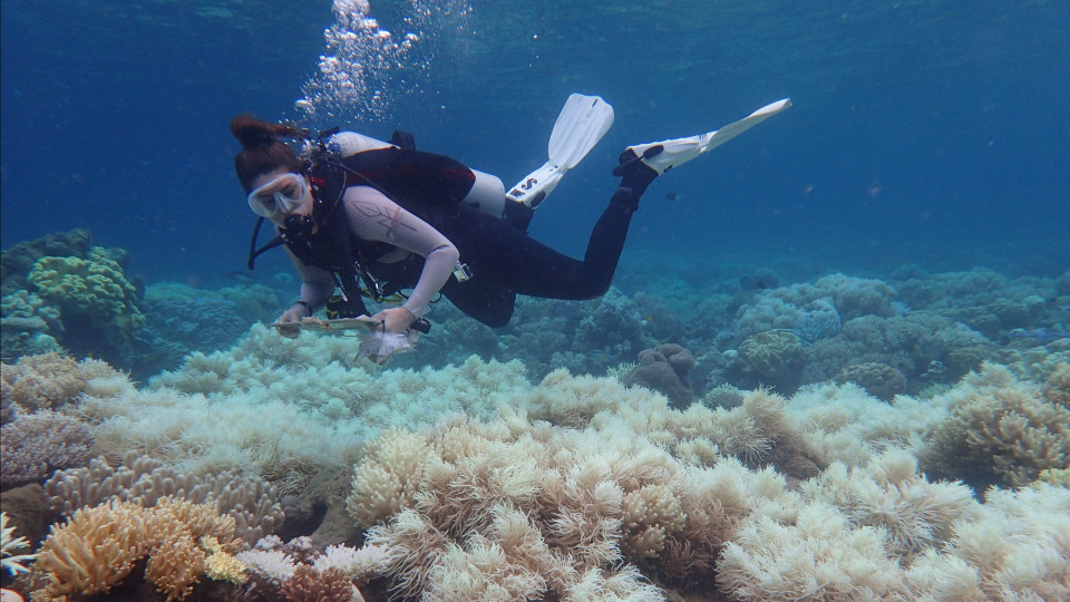 Grande Barreira de Coral afetada pelo pior episódio de branqueamento