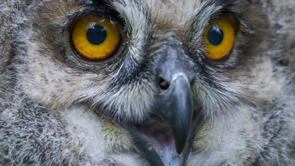 Centros de recuperação da associação Quercus receberam 1.261 animais em 2023