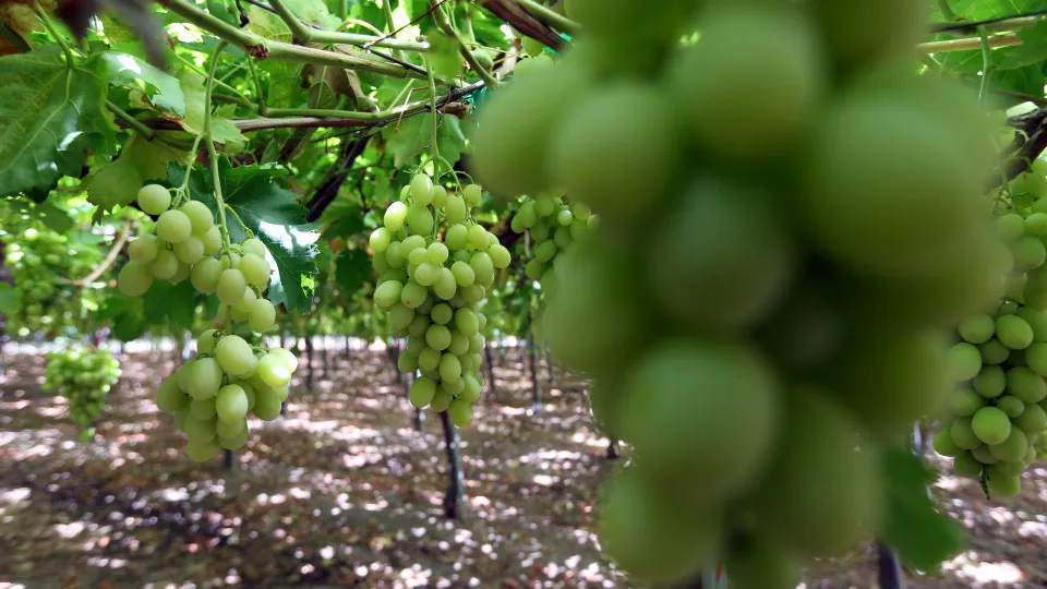 Alentejo "em choque" com apoio do Governo a viticultores do Douro