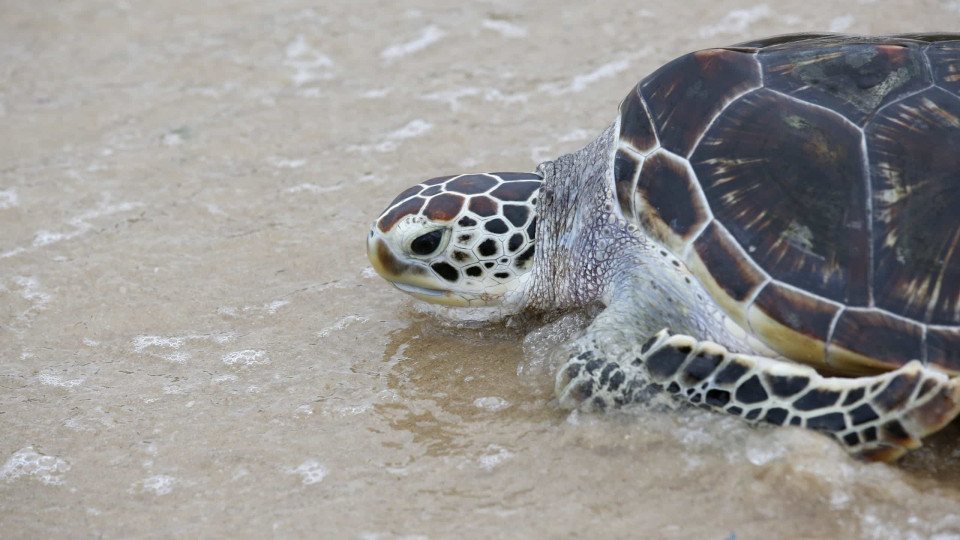 Situação das tartarugas marinhas na Guiné é estável mas existem ameaças