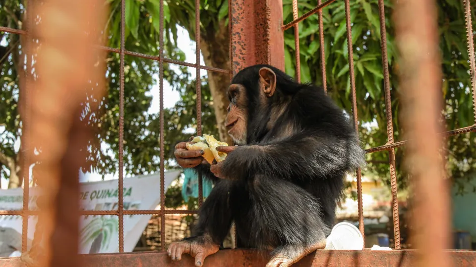 Chimpanzés salvas de traficantes vivem presas e com fome na Guiné-Bissau