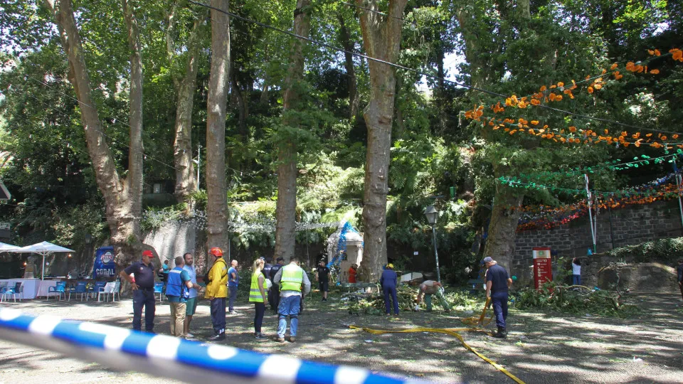 Quatro testemunhas ouvidas hoje no caso da queda da árvore no Monte
