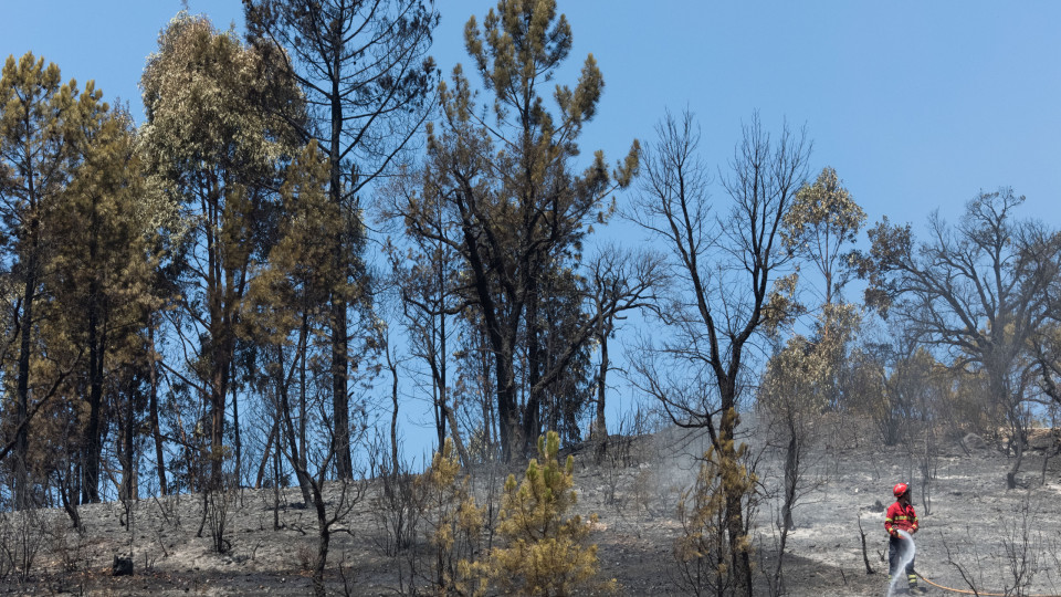 Mais de 120 operacionais e nove meios aéreos combatem fogo em Portalegre