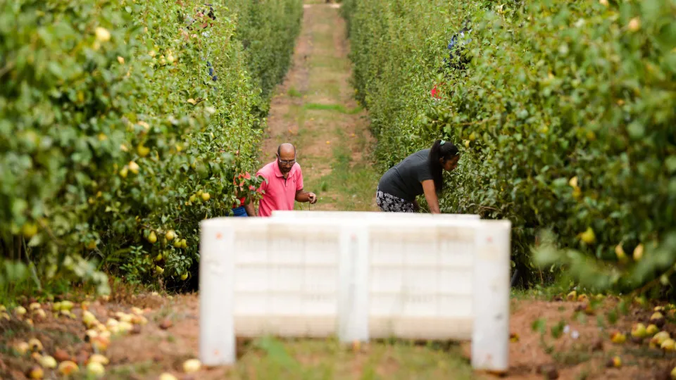 Pera rocha do Oeste com 116 mil toneladas colhidas