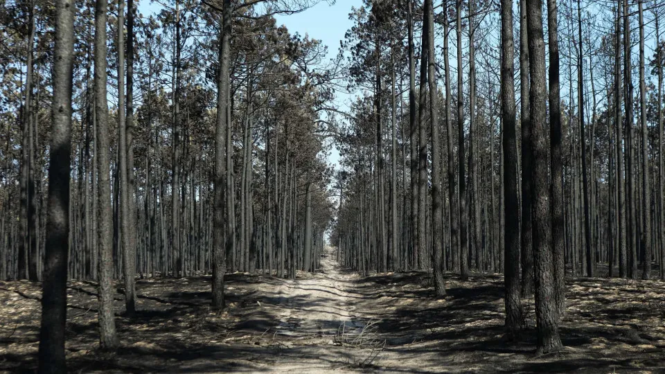 Começa hoje a ser julgada mulher que originou fogo no Pinhal de Leiria