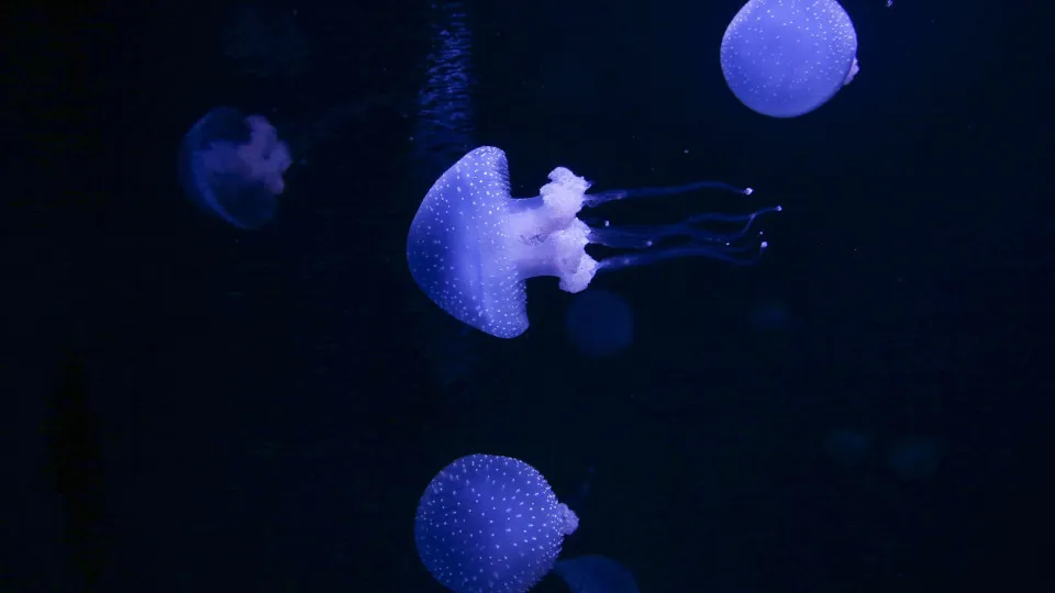 Oceanário de Lisboa