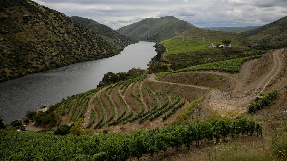 Douro está a contratar 4 milhões do pacote de medidas para os vinhos
