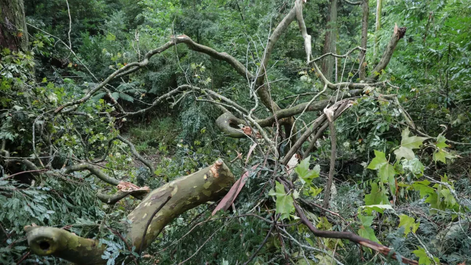 Ventos fortes estragam viaturas e derrubam árvores em Salvaterra de Magos