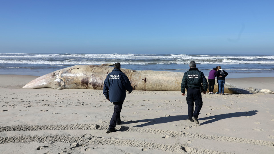 Segunda baleia morta dá à costa alentejana no espaço de uma semana