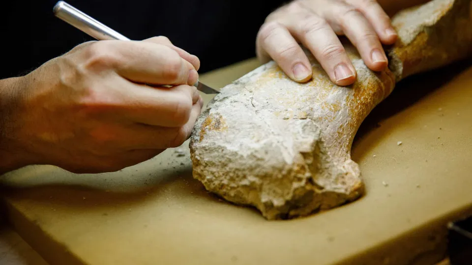 Dinossauros também tinham cancro, desvenda estudo