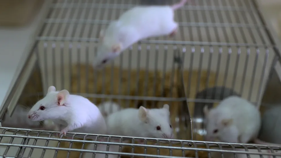 Novo estudo revela como se processa a infeção na meningite bacteriana