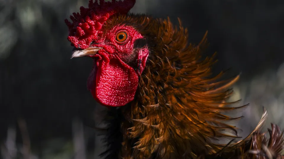 Portugal já pode exportar cárneos processados de aves para o Brasil