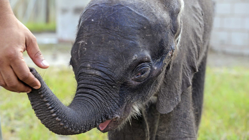 Moçambique vai introduzir 160 animais em parque do sul para turismo