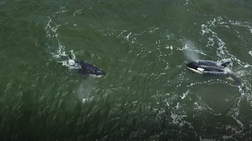 Orcas voltam a 'fazer das suas'. Veleiro ficou sem leme perto de Peniche