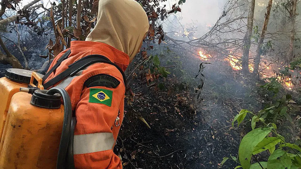 PGR brasileira: "Há associação entre quem desmata e quem compra madeira"