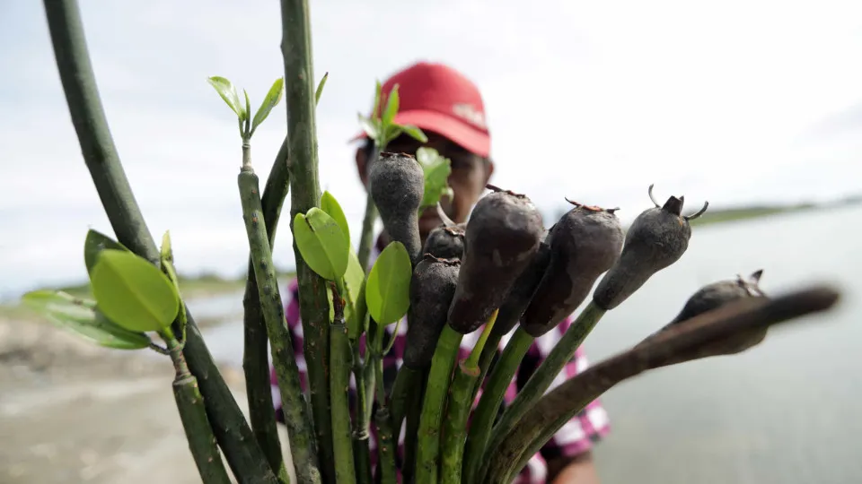 Angola plantou um milhão de mangues para reflorestamento dos mangais