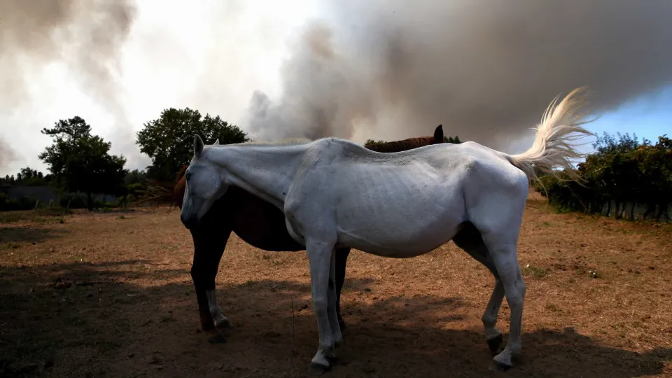 Detido grupo criminoso que vendia carne de cavalo para restaurantes