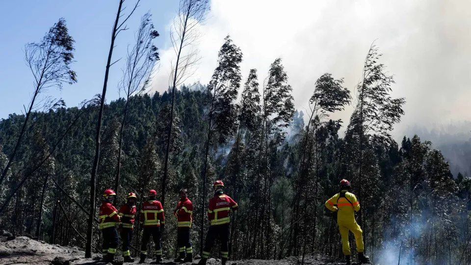 Incêndios de 2017 originaram a maior densidade de eucaliptos
