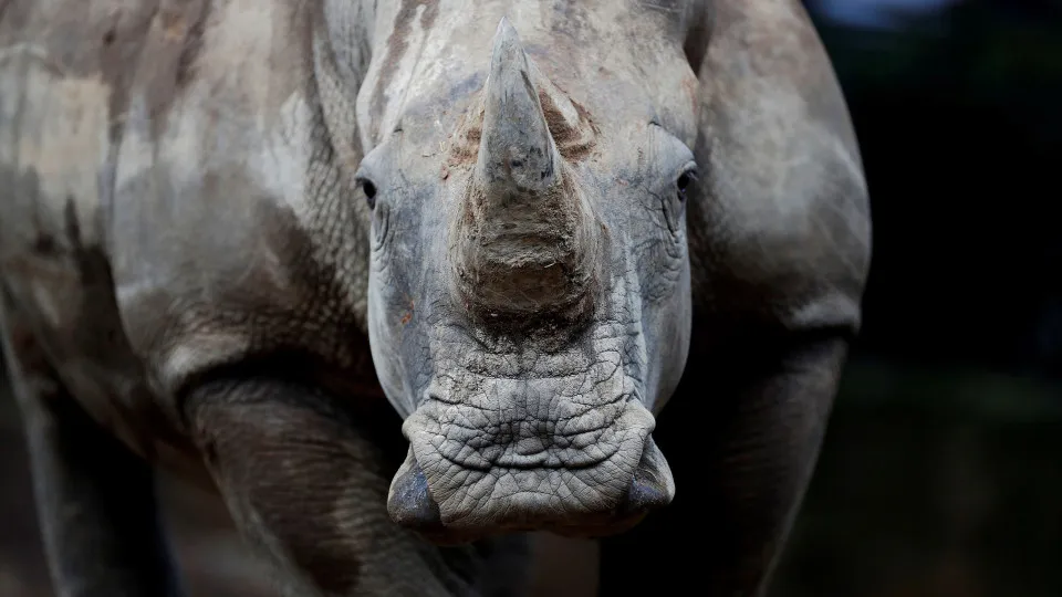 A pair of white rhinos, new tenants of the Guatemalan zoo