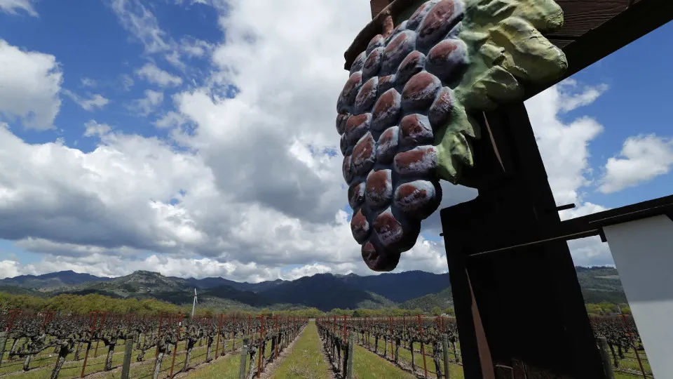 Vinhas de Napa Valley devoradas pelas chamas nos incêndios da Califórnia
