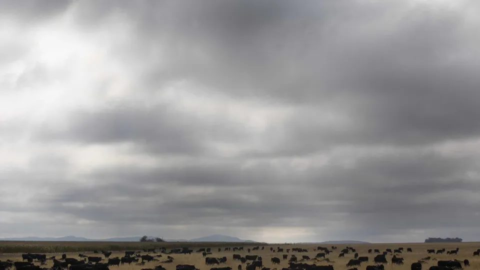 Descobertos traços que explicam maior resistência de gado africano