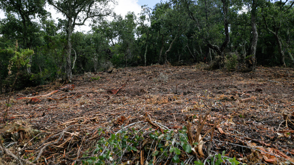 Terrenos? 10.251 casos de falta de limpeza. Coimas a partir de sábado