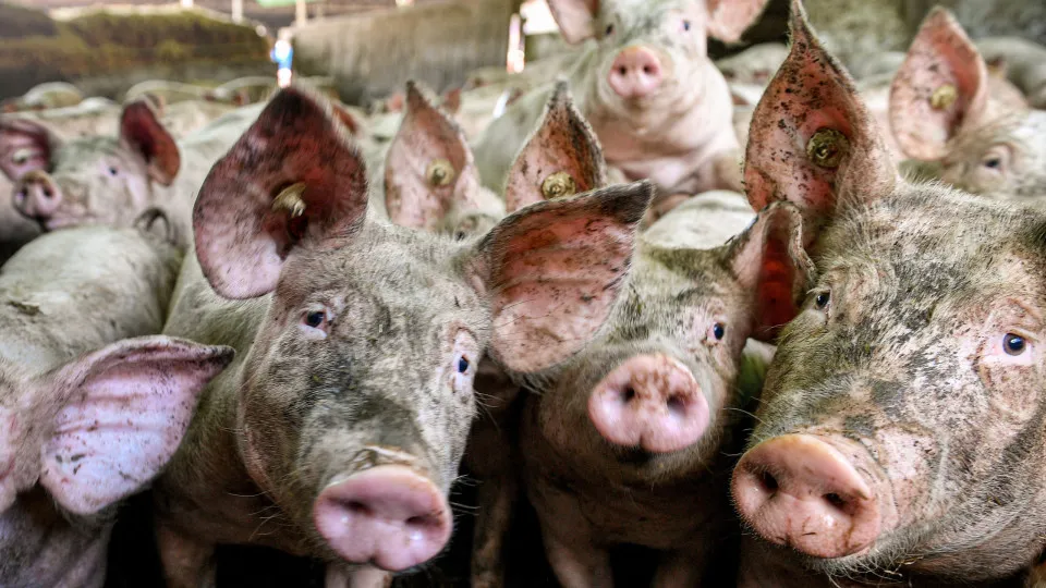 China vai impor taxas antidumping sobre importações de carne de porco da UE