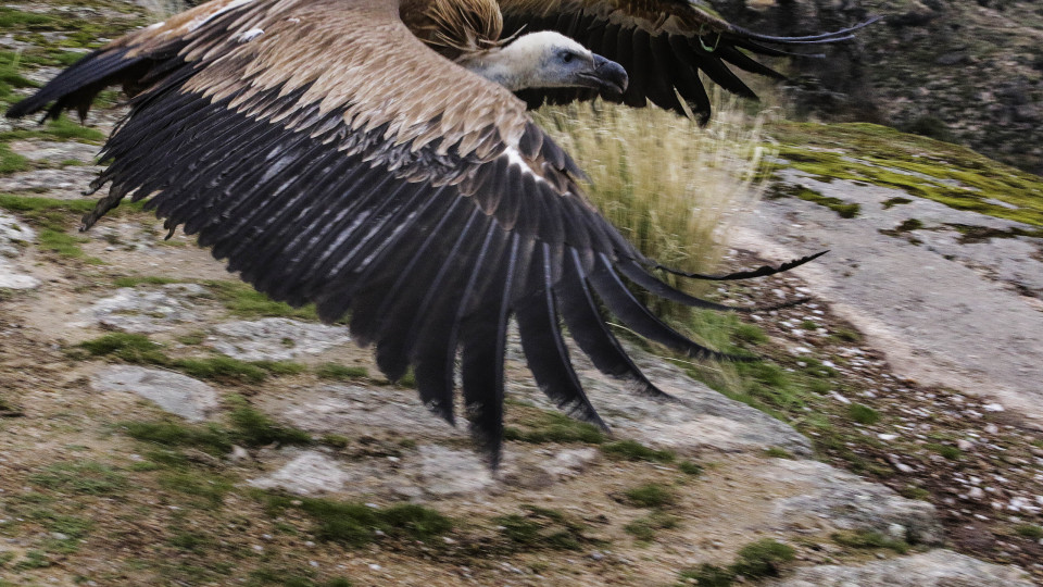PNTI tem a maior colónia nidificante de abutre-preto em Portugal
