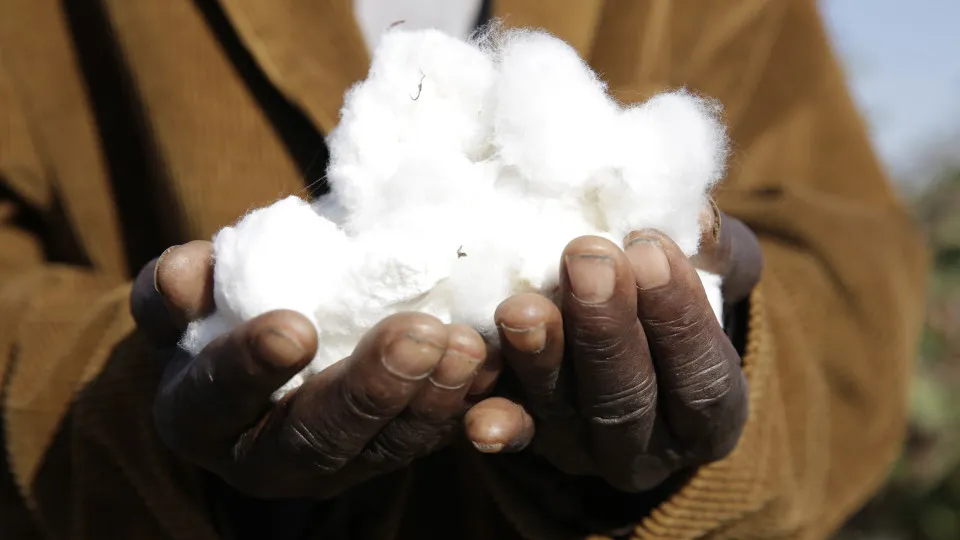 Moçambique deixa de subsidiar preço do algodão na atual campanha agrária