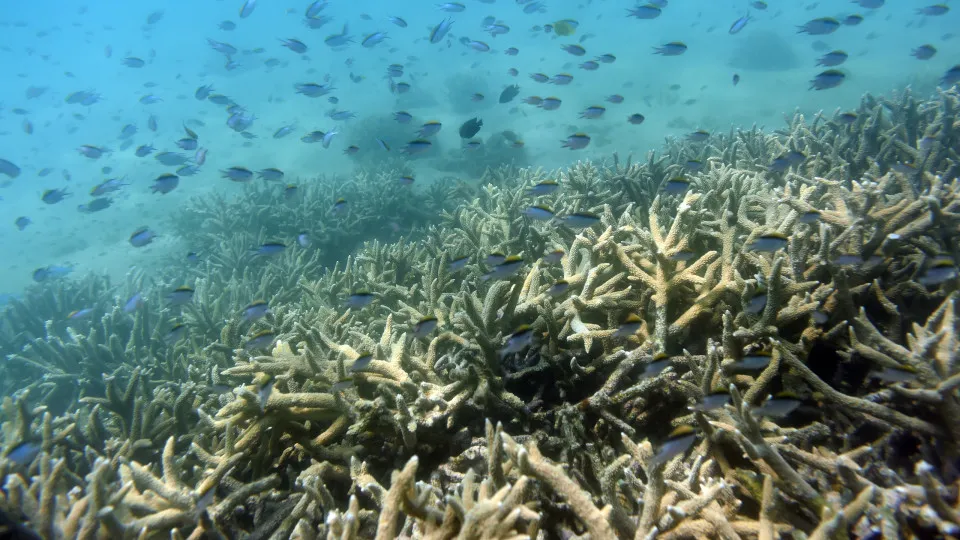 Austrália vai pressionar contra inclusão da Grande Barreira de Coral em lista do Património Mundial em perigo