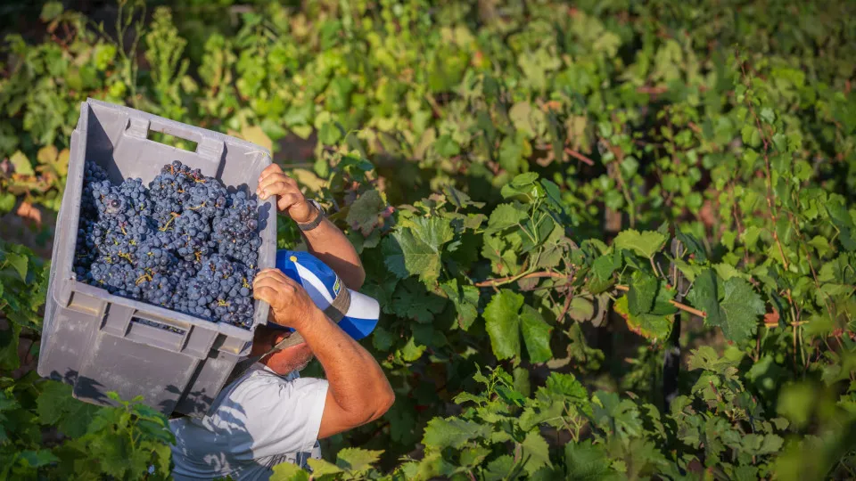 Produção de vinho deverá cair 11% na campanha 2025/2026