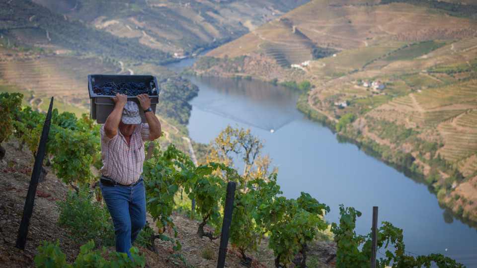 Viticultores alertam para "catástrofe" no Douro e avançam com manifestação