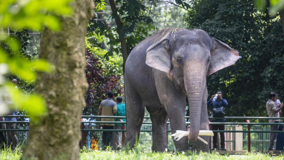 Bangladesh proíbe a domesticação de elefantes selvagens e maus tratos