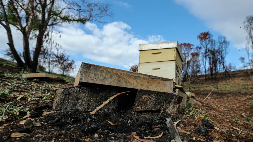 Apicultura algarvia em "calamidade" devido a incêndios e falta de apoios
