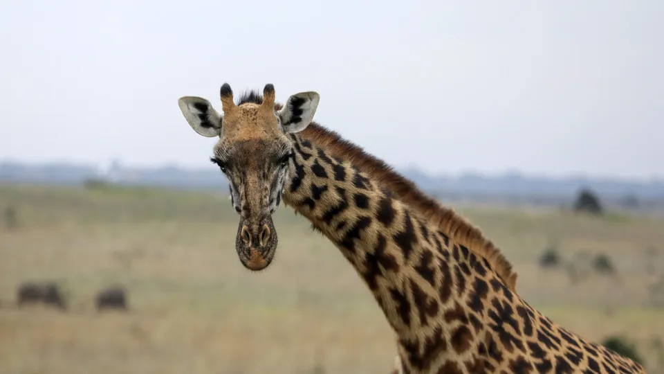 Nairobi National Park 75th Anniversary
