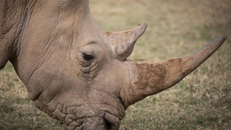 Animals at Joburg Zoo