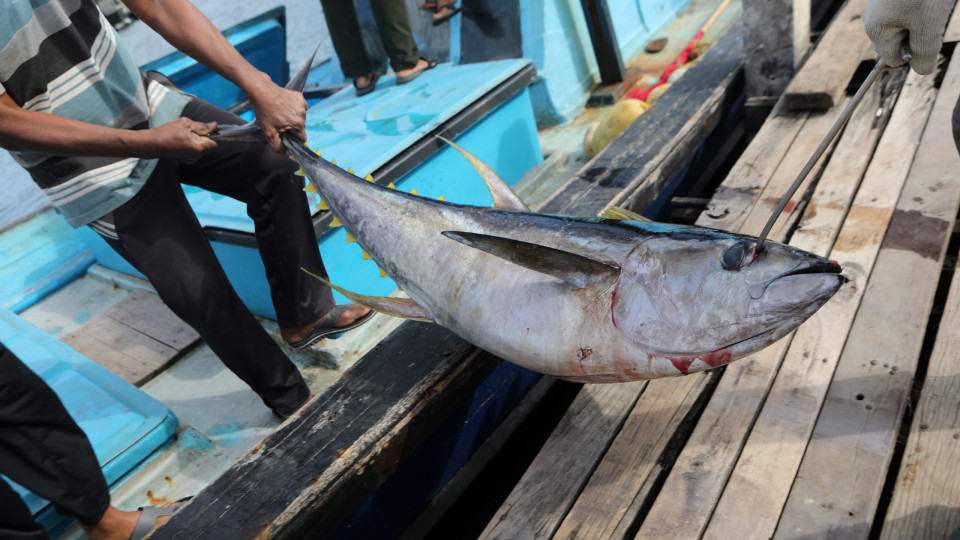 Pesca de atum patudo no Oceano Atlântico proibida a partir de 3.ª-feira