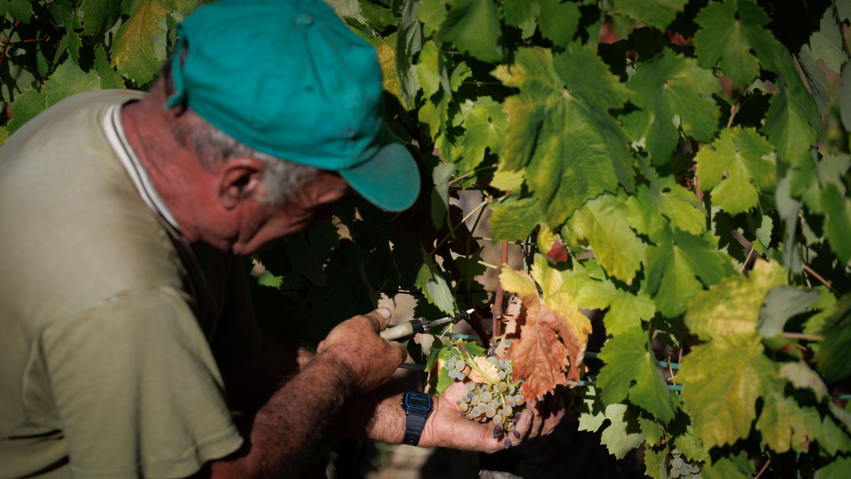 'Salvem os viticultores do Douro' com mais de 700 assinaturas 'online'