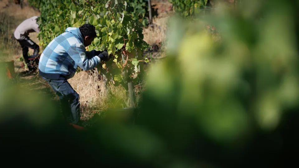 Falta de trabalhadores para a vindima é problema que se agrava no Douro