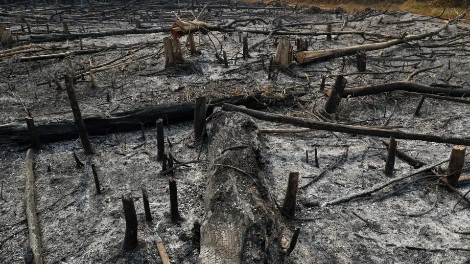 Incêndios florestais causam pelo menos 15 mortos no Peru