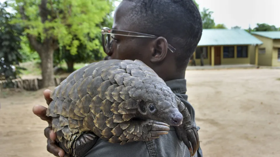 Moçambique já salvou 73 pangolins no único centro de reabilitação