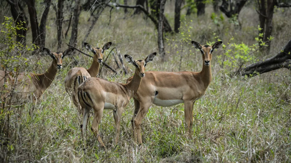 Reportagem: Vida na Gorongosa bate recorde, mas enfrenta "descomando" da chuva
